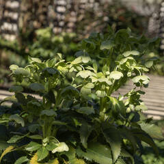 Helleborus argutifolius	