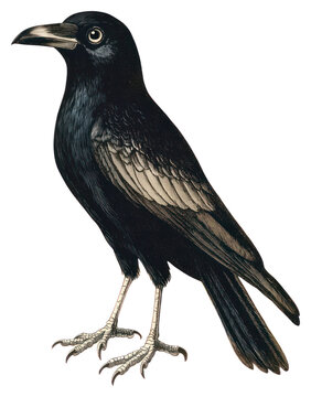 recommend clip art: PNG Halloween crow blackbird realistic detailed.