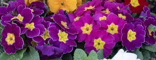 Primevères mauves © hcast