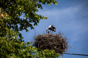 A small bird is perched comfortably in its cozy nest atop a power line