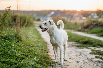 Fototapeta premium Friendly Mixed-Breed Dog on a Walk in a Meadow at Golden Hour