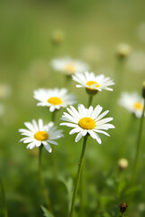 Fototapeta premium A vibrant meadow filled with blooming daisies under a bright summer sky