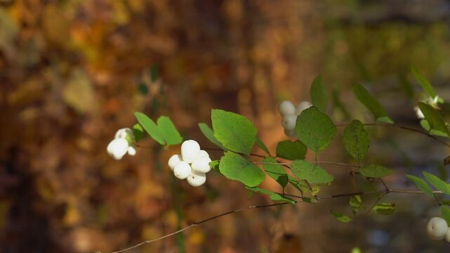 Common snowberry white berries in autumn. A branch of Symphoricarpos albus swaying in the wind against brown, orange blurred background. 