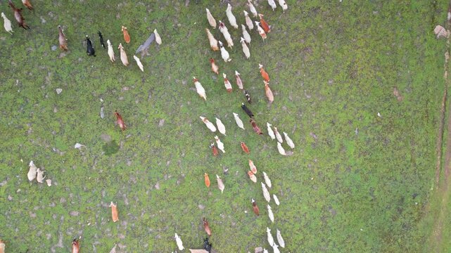Aerial view of flocks of sheep grazing in the mountains of Mulla Ki Basti, Dudipatsar National Park, Kaghan Valley, Pakistan