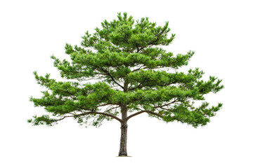 Pine tree isolated on transparent background.