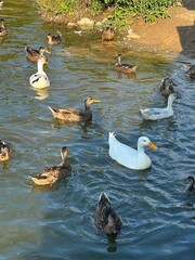 ducks in a pond