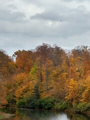 Fototapeta premium autumn in the forest