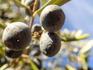 Olive tree branches with beautiful natural light and blue sky in background. Olive leaves blooming....
