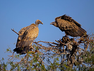 Eurasian Griffon Vultures