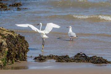 Little Egret landing on beach