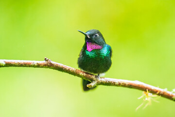 Green back with pink or violet shining throat male of Tourmaline Sunangel Heliangelus exortis hummingbird perched on mossy twig, displays pink throat, blurred branches in background. Male, Side view.