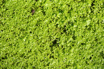 Aquatic plant Callitriche grows in nature