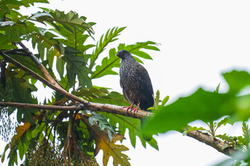 The crested guan (Penelope purpurascens) is known as the pava crestada, or more commonly, as the pava in Tico Spanish.
