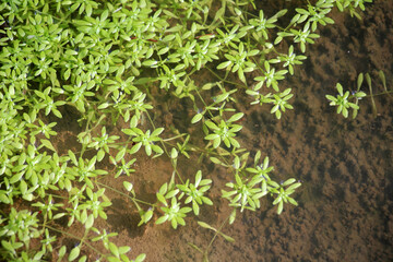 Aquatic plant Callitriche grows in nature