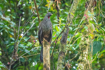 The crested guan (Penelope purpurascens) is known as the pava crestada, or more commonly, as the pava in Tico Spanish.