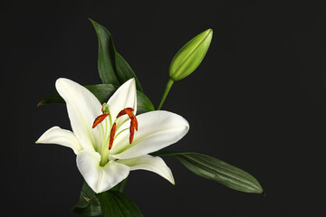 Fototapeta premium Beautiful white lily flower against dark background