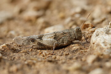 Saltamontes camuflado entre la tierra del suelo con apilado de enfoque, Alcoy, España