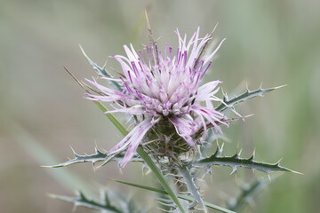 Cardo heredero Atractylis humilis, fotografía con tecnica de apilado de enfoque, Alcoy, España