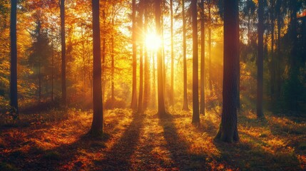 Obraz premium Golden Sunlight Filtering Through Dense Forest Trees