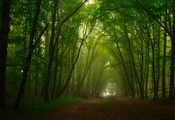 Obraz premium Creepy mysterious green foggy forest during autumn day with forest road and green foliage