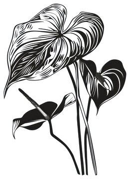 black and white anthurium plant drawing clip art preview