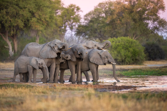 Elephants with baby in Moremi game reserve Africa, Family of Elephants , Elefants taking a bath in a water poolwith mud, eating green grass. African Elephants in landscape, green Africa, Botswana, 
