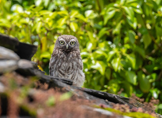 The little owl watches me and observes my steps with its harmonious movements!