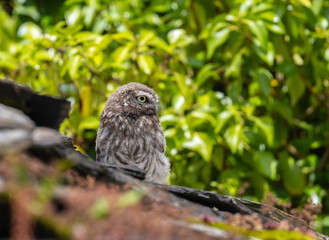 The little owl watches me and observes my steps with its harmonious movements!