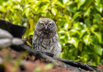 The little owl watches me and observes my steps with its harmonious movements!