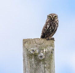 The little owl watches me and observes my steps with its harmonious movements!