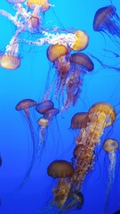 Stunning Jellyfish in the Ocean