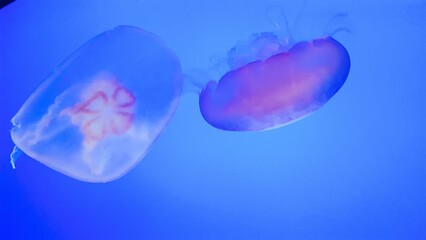 Stunning Jellyfish in the Ocean