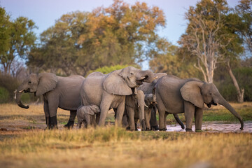 Fototapeta premium Elephants with baby in Moremi game reserve Africa, Family of Elephants , Elefants taking a bath in a water poolwith mud, eating green grass. African Elephants in landscape, green Africa, Botswana, 