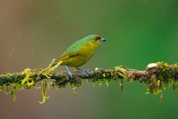 The olive-backed euphonia (Euphonia gouldi) is a small passerine bird in the finch family. Taken in Costa Rica
