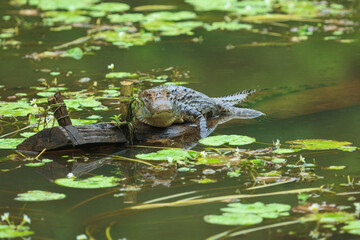 The American Crocodile or Costa Rican Crocodile can get very big indeed with sizes reaching up to 4 meters.