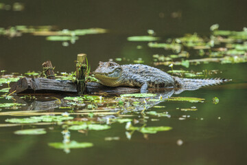 The American Crocodile or Costa Rican Crocodile can get very big indeed with sizes reaching up to 4 meters.