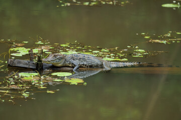 The American Crocodile or Costa Rican Crocodile can get very big indeed with sizes reaching up to 4 meters.