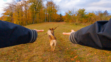 POV, FPV: Naughty brown dog running away from his owner with a stick in its mouth across a lush,...
