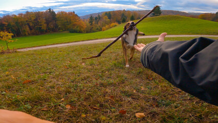 POV, FPV: Playtime during a relaxing dog walk in a picturesque natural environment adorned in vibrant shades of autumn season. Joyful fetch game between a playful brown shepherd mix and his owner.