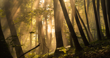 Bright beams of sunlight pierce through leafy treetops, illuminating a misty forest. The soft...