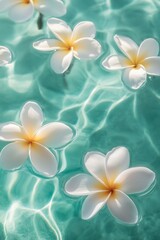 Fototapeta premium White and yellow frangipani flowers