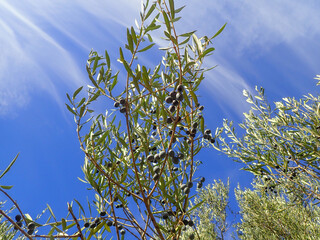 Olive tree branches with beautiful natural light and blue sky in background. Olive leaves blooming....