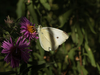 A white and black butterfly is sitting on a purple flower
