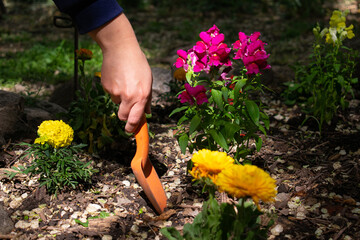 working with the garden flowers