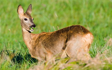 Capreolus capreolus european roe deer female on a field. Open mouth with grass.