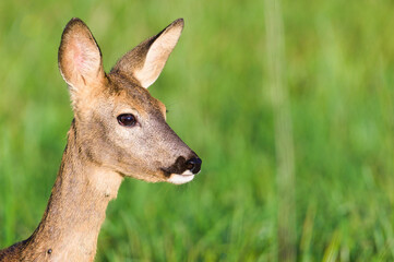 Capreolus capreolus european roe deer female on a field. Very close-up head portrait. Eye to eye contact. Many tick parasites on the neck.