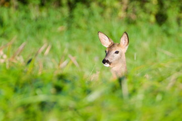 Capreolus capreolus european roe deer female is hidden on a field.