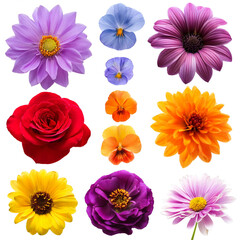 Fototapeta premium Blumen als Set, isoliert auf weißen Hintergrund, Freisteller