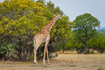 Giraffe walking in the african bush