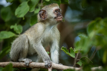 Baby vervet monkey in a tree